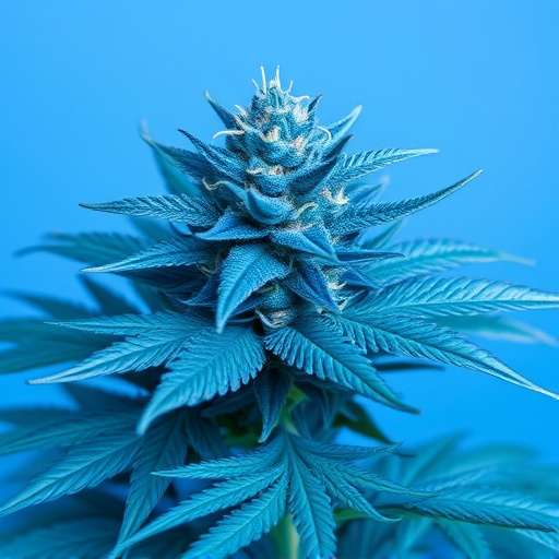 blue cannabis strains