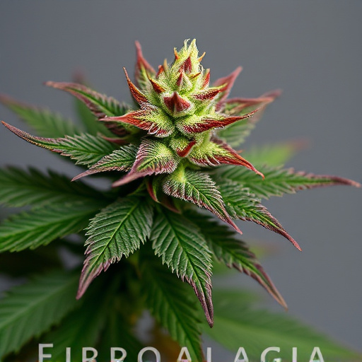 cannabis-strains-for-fibromyalgia-640x480-62818730.jpeg