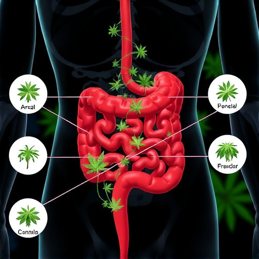 crohns-disease-cannabis-strains-640x480-37534829.jpeg