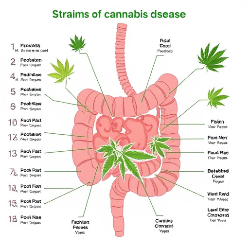 crohns-disease-cannabis-strains-640x480-49929780.jpeg