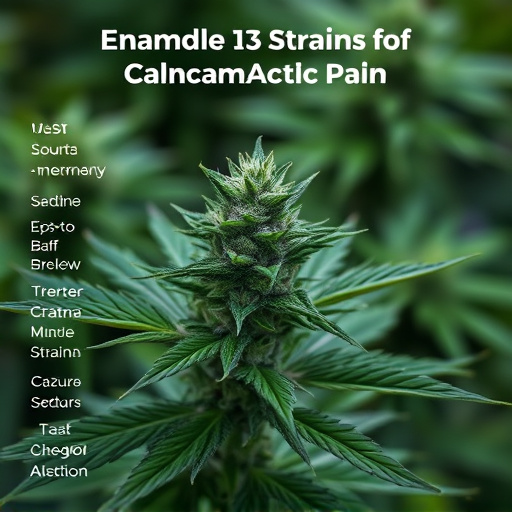 strains-of-cannabis-for-pain-640x480-81445365.jpeg