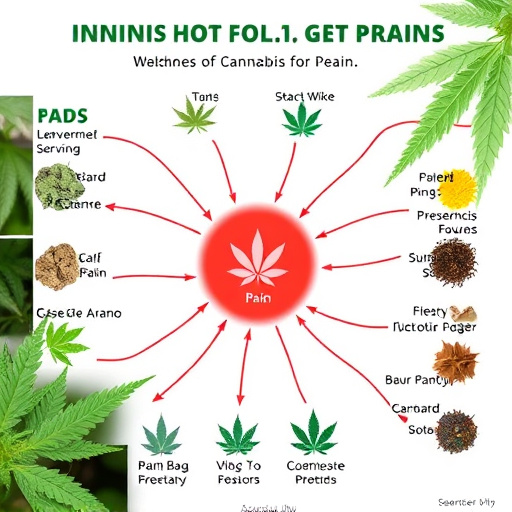 strains of cannabis for pain