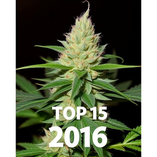 top ten cannabis strains 2016