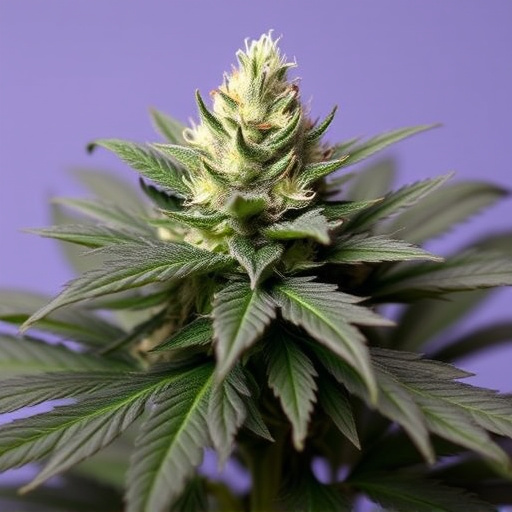 best cannabis strains for beginners