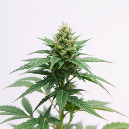 best cannabis strains for fibromyalgia
