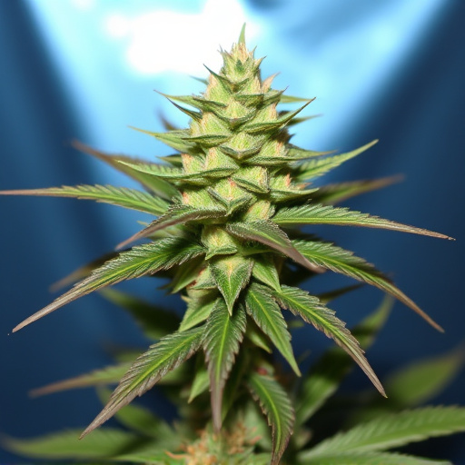 best tasting cannabis strains