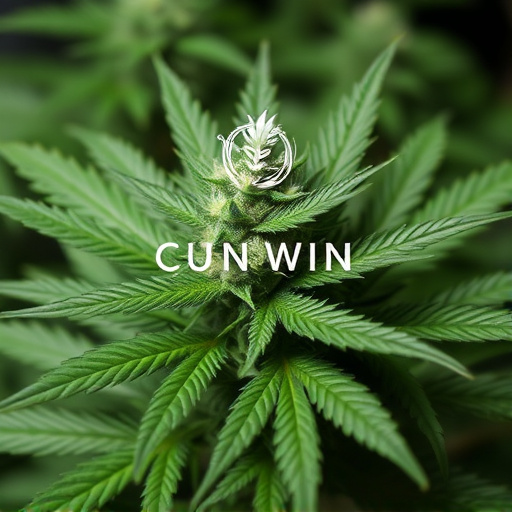 cannabis cup winning strains