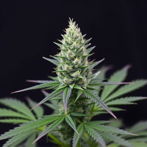 cannabis sativa strains