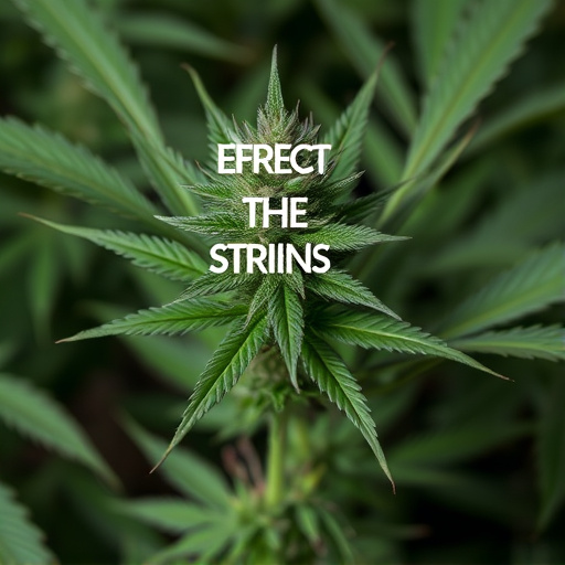 cannabis strains effects