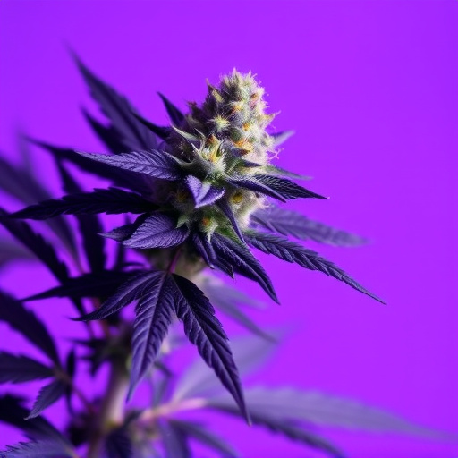 cannabis strains for fibromyalgia