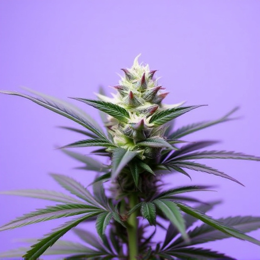 cannabis strains for fibromyalgia