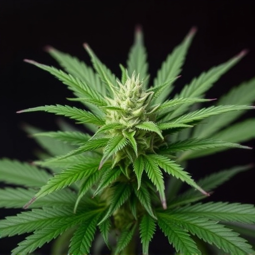 hawaiian cannabis strains