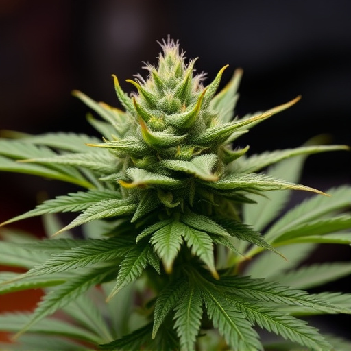 high cbd cannabis strains
