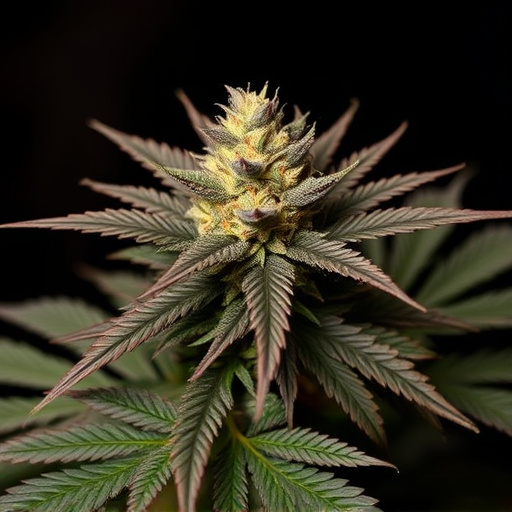 medical marajuana strains