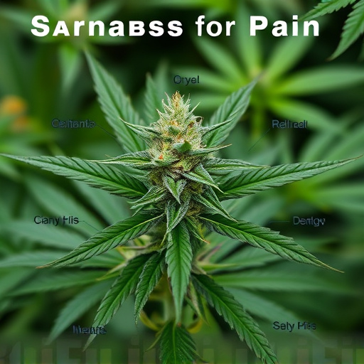 strains of cannabis for pain