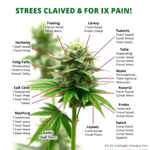 strains of cannabis for pain