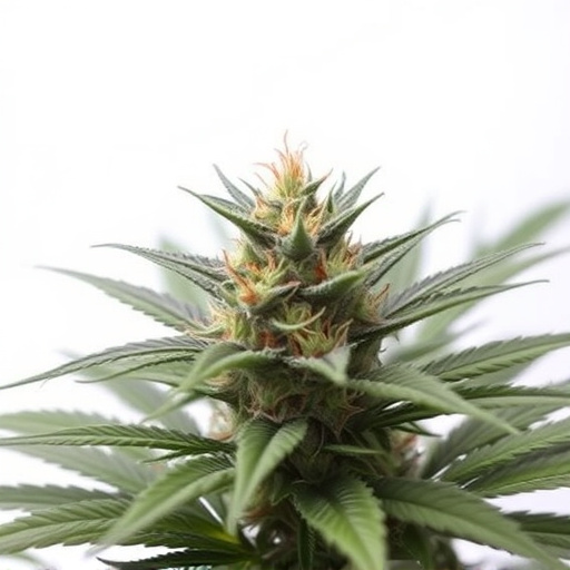 the best cannabis strains