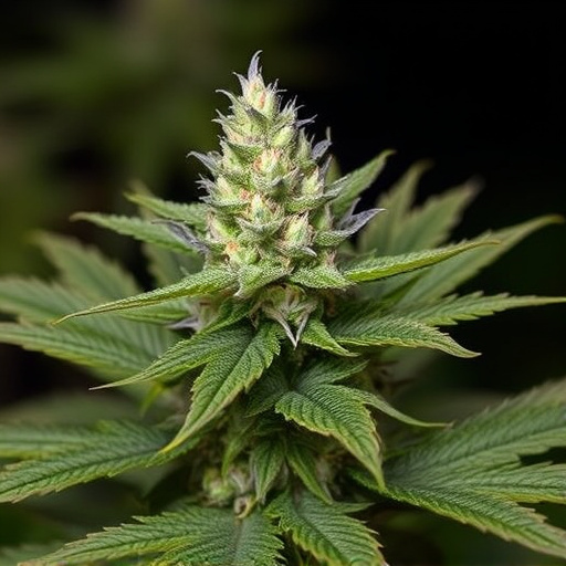 rare cannabis strains