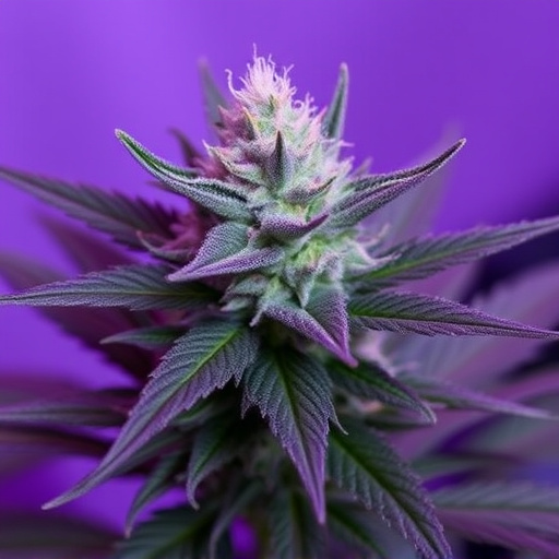 best-cannabis-strains-for-beginners-640x480-61118002.jpeg