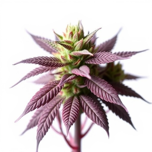 best-cannabis-strains-for-fibromyalgia-640x480-5126272.jpeg