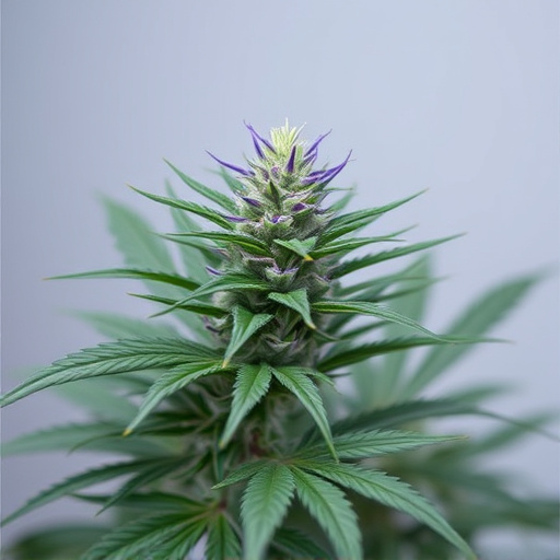 best cannabis strains for fibromyalgia