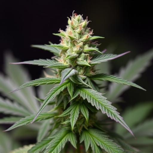 best cannabis strains for pain