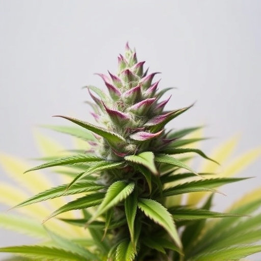 best looking cannabis strains