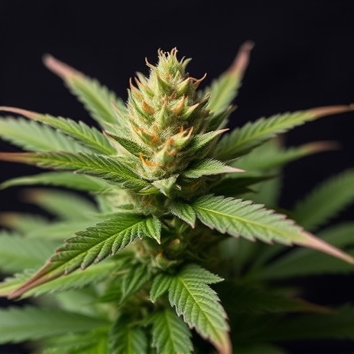best medical cannabis strains