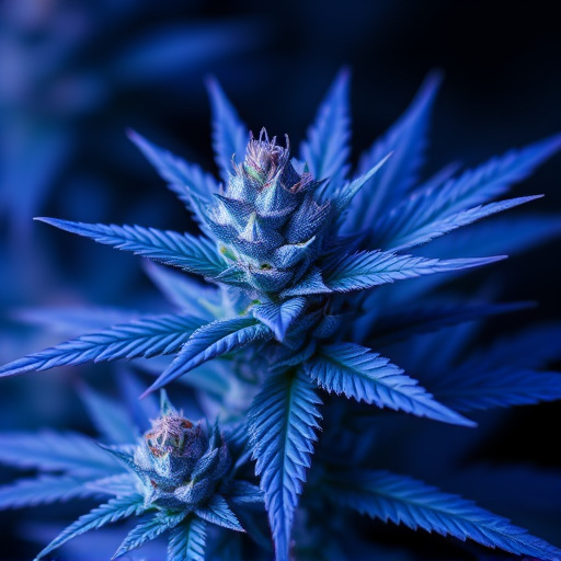 blue cannabis strains