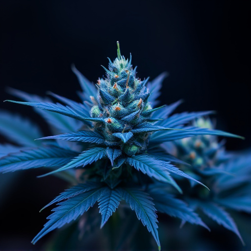 blue marijuana strains