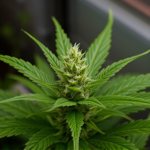 cannabis strains effects