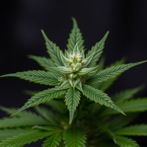 cannabis strains for anxiety