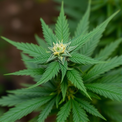 Understanding Cannabis Effects: Genetics, Cannabinoids, and Anxiety Relief