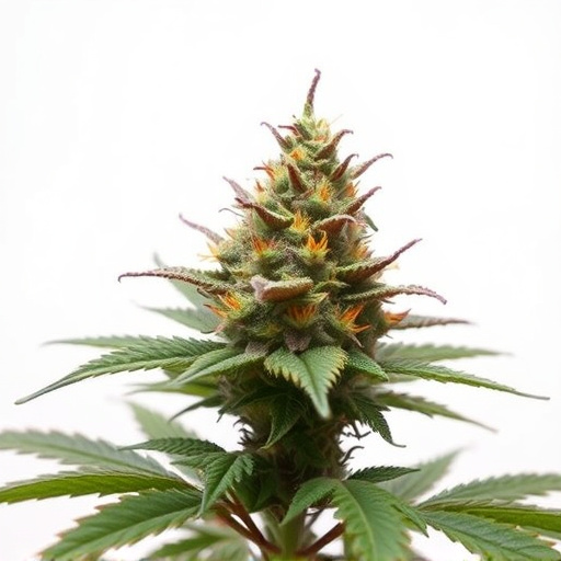 cannabis strains for anxiety