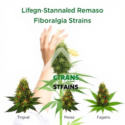 cannabis strains for fibromyalgia