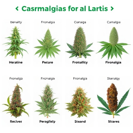 cannabis strains for fibromyalgia