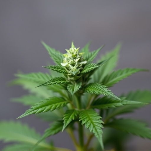 cannabis strains for fibromyalgia