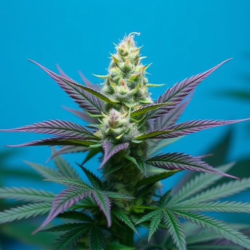 cannabis strains for ptsd