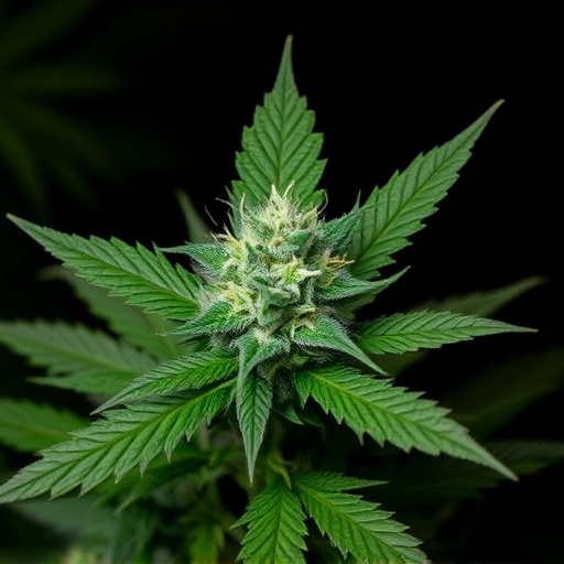 cannabis strains for ptsd