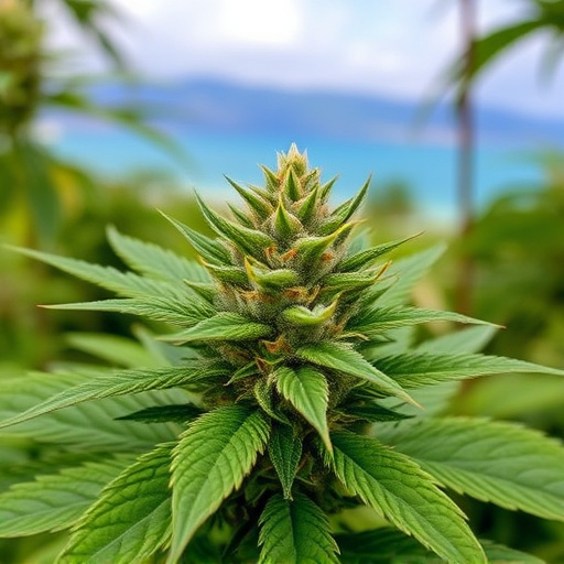 hawaiian-cannabis-strains-640x480-55067010.jpeg