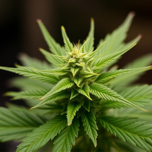 hawaiian cannabis strains