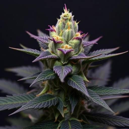 indica kush strains