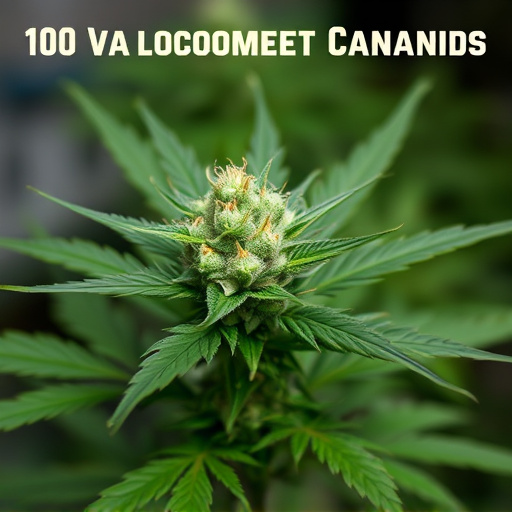 most potent cannabis strains