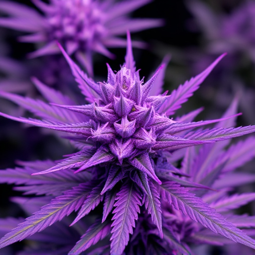 purple cannabis strains