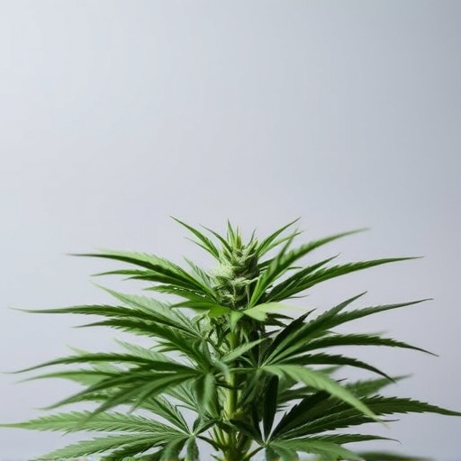 strains of cannabis for pain