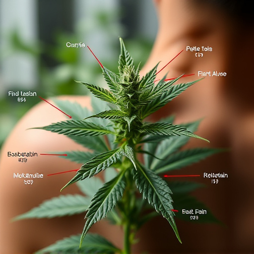strains of cannabis for pain