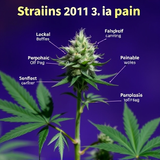 strains of cannabis for pain