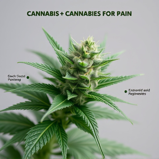 strains of cannabis for pain