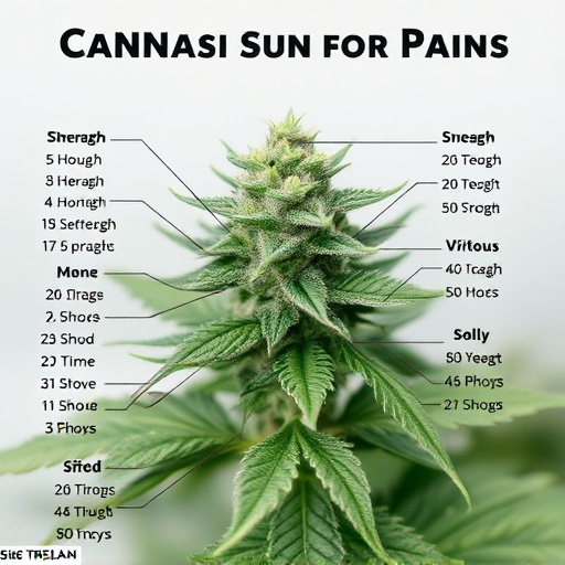 strains-of-cannabis-for-pain-640x480-9234731.jpeg