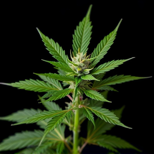 strains-of-cannabis-for-pain-640x480-97691038.jpeg